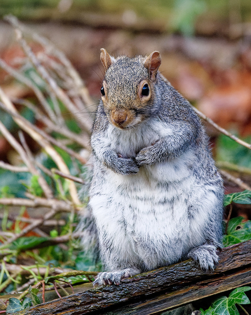 14-12-23 - Squirrel.