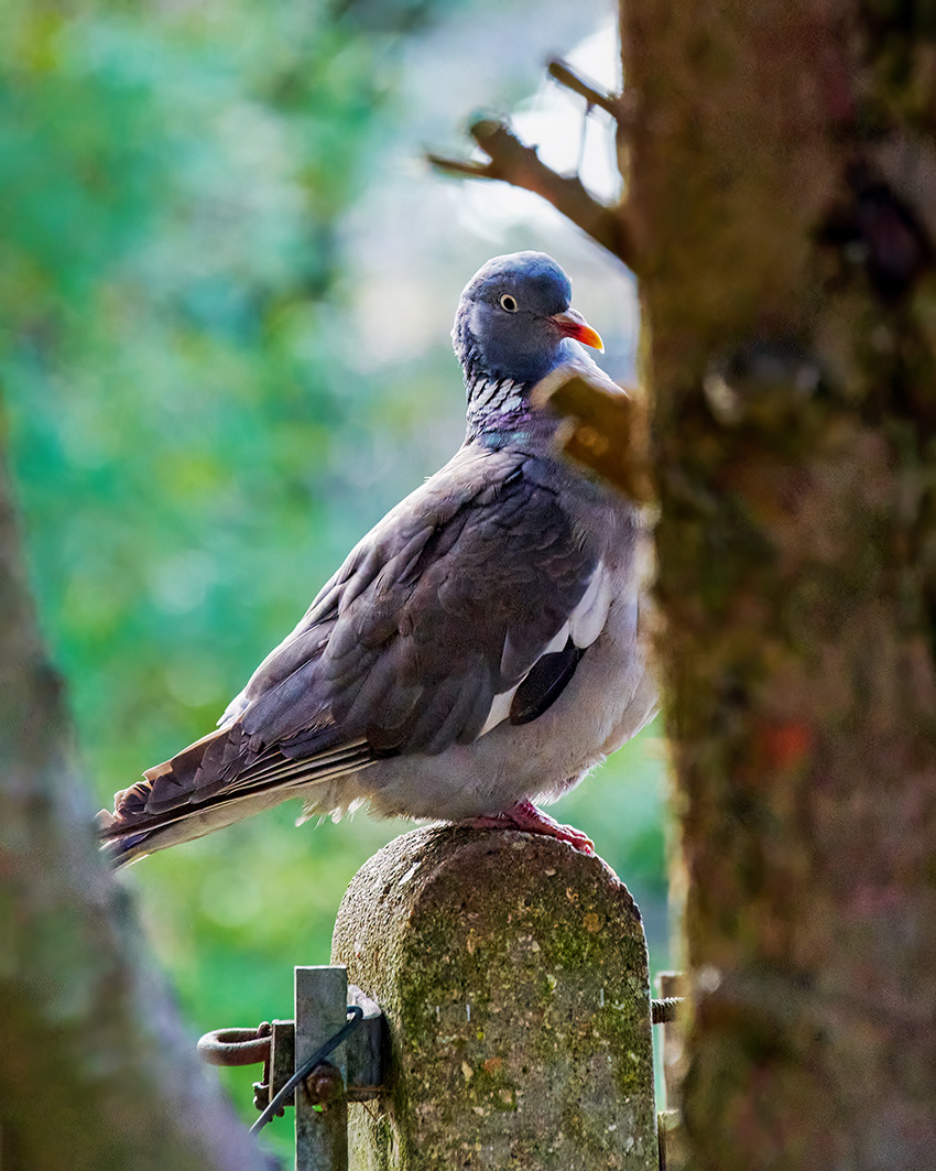 07-03-23 - Pigeonhole.