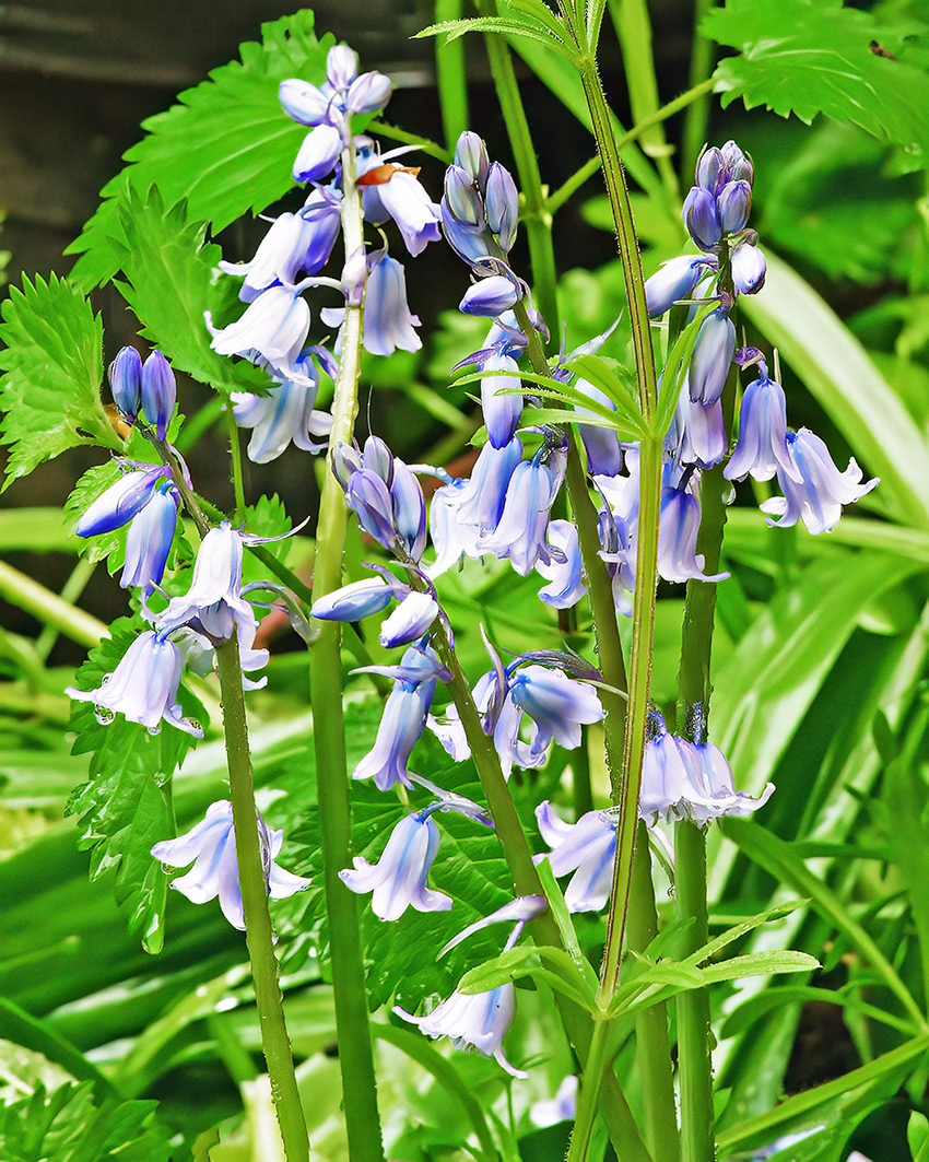 06-05-23 - Bluebells.