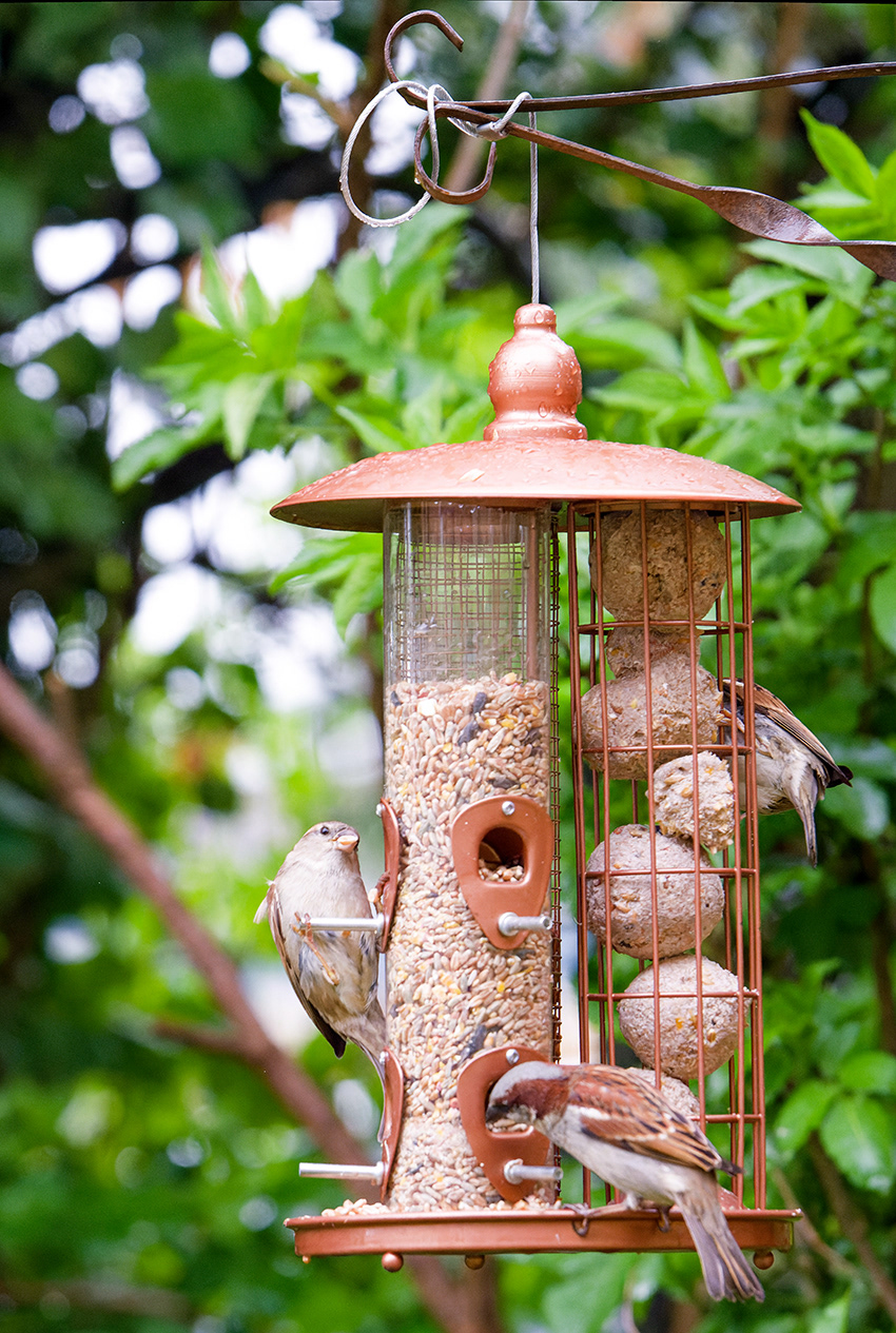 27-04-23 - The Feeder.