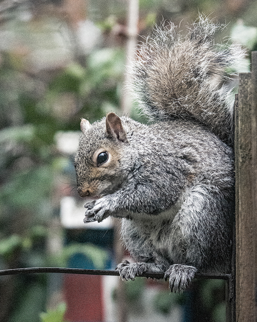 31-03-23 - Squirrel.