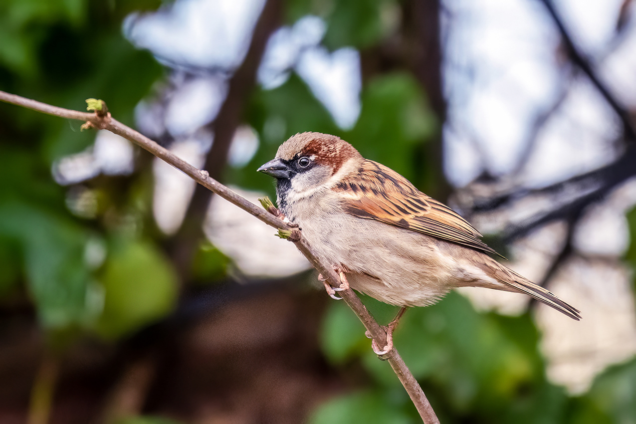 05-03-23 - Sparrow.