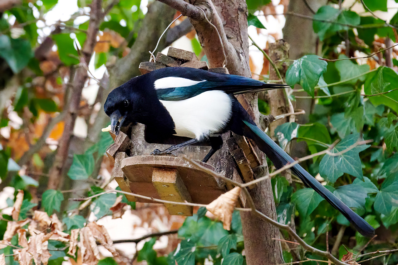 12-03-23 - Magpie.