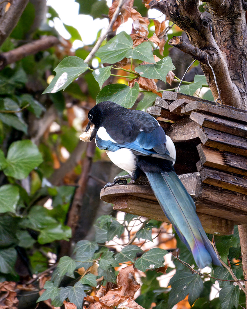 08-12-23 - Magpie.