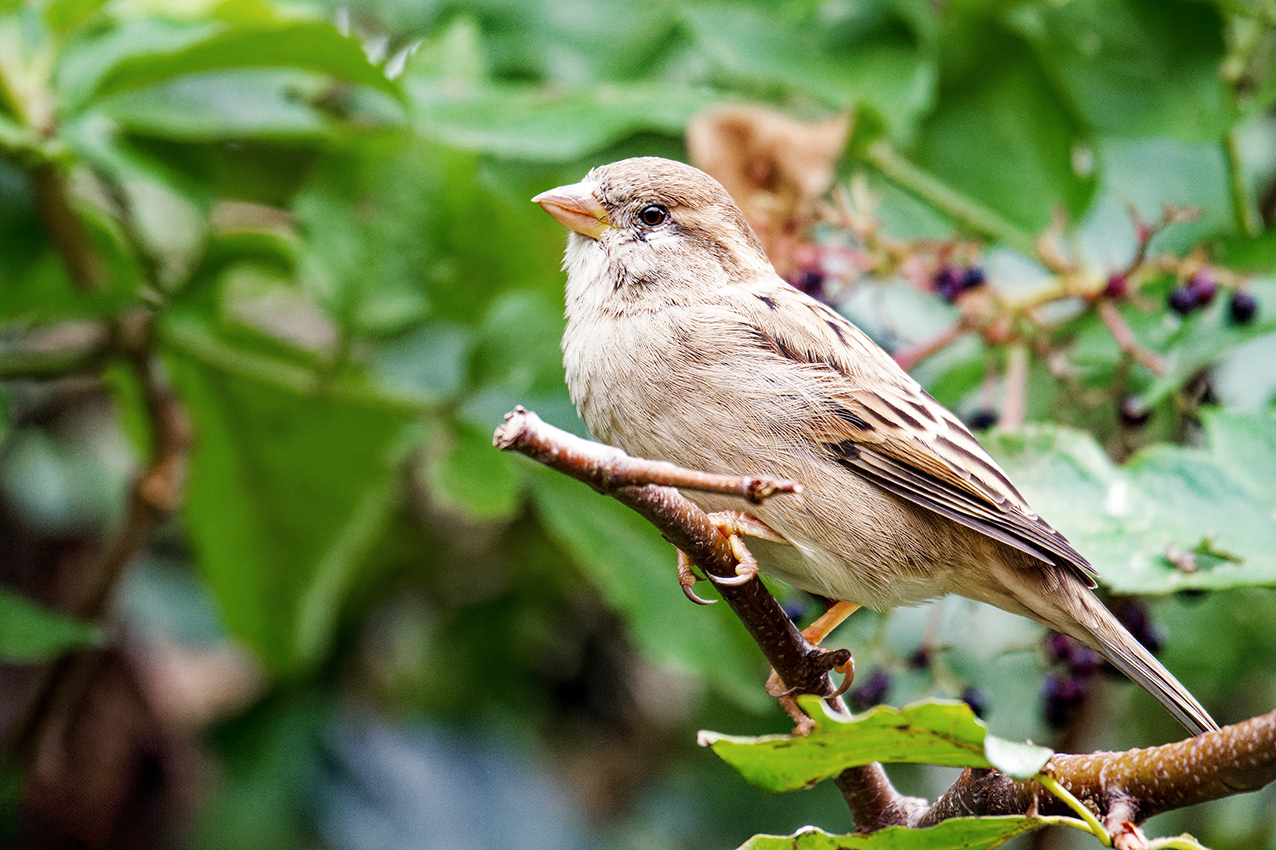 17-09-23 - Sparrow.