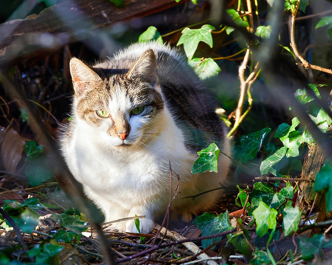 24-01-23 Nev-a-like.