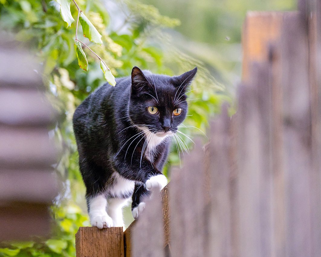 16-05-26 - On the fence.