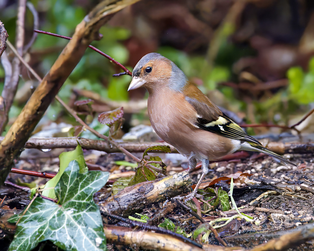 09-03-23 Chaffinch.