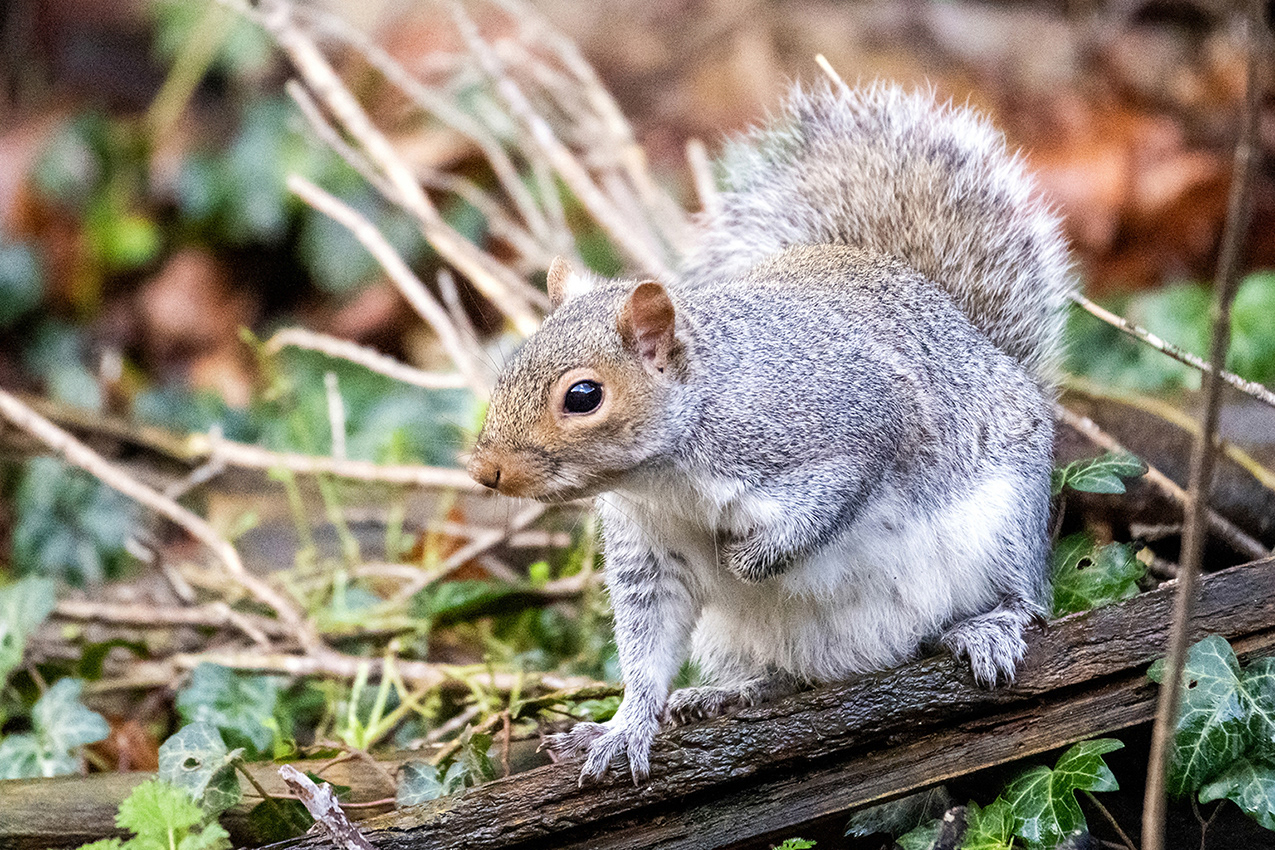 08-01-23 - Squirrel.