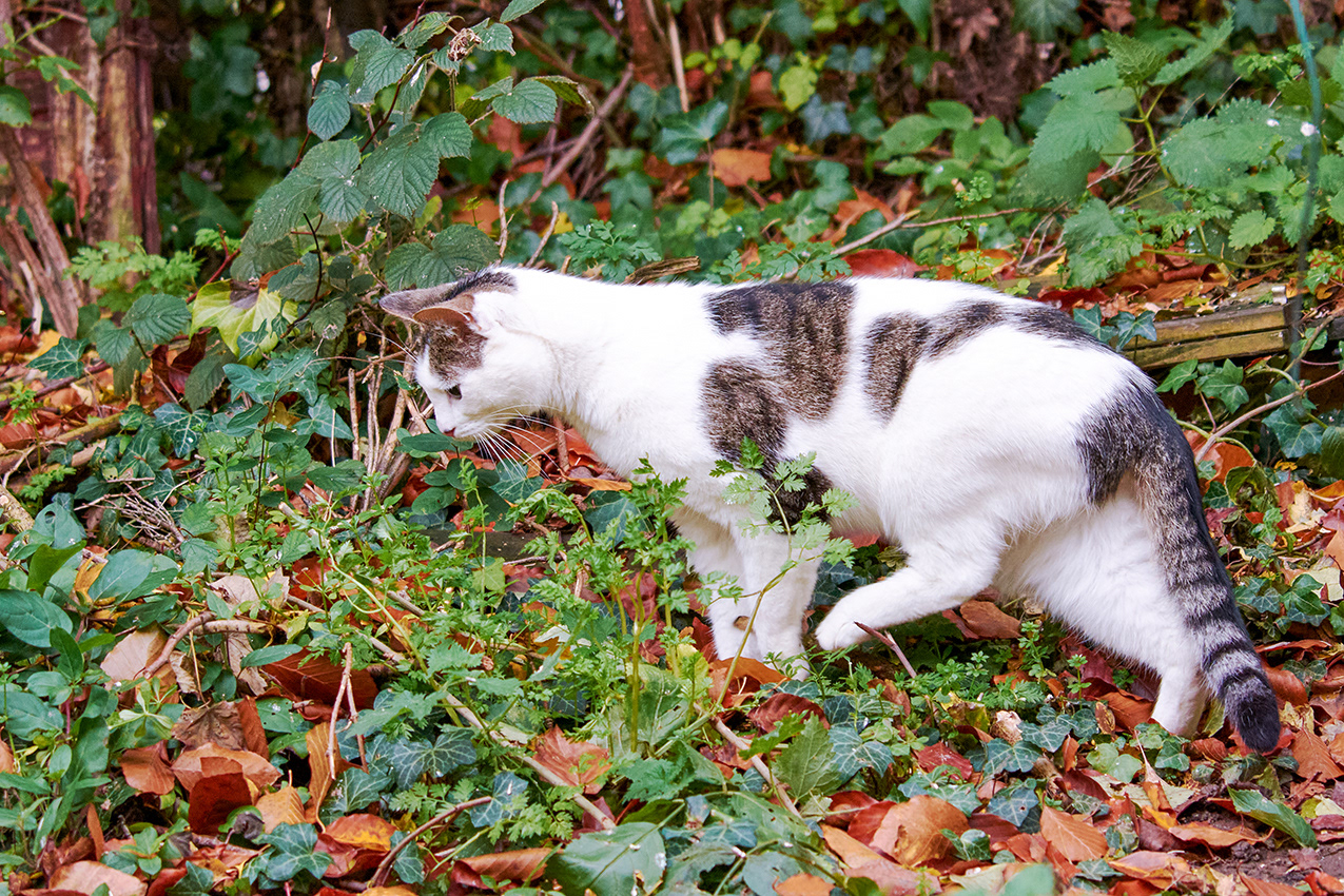 18-11-23 The Stalker.