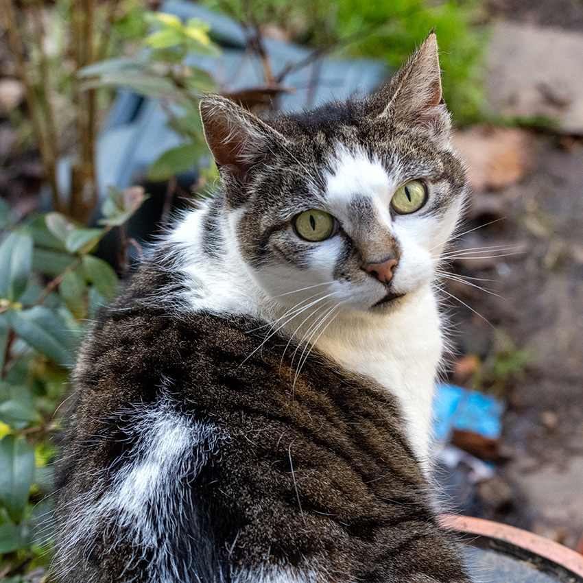 04-03-26  - Ray the Stray.
