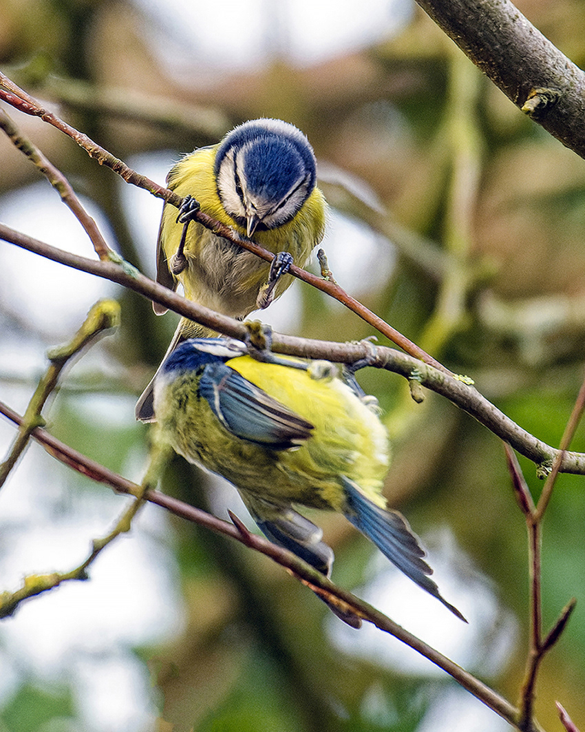 27-01-23 - Bluetits.