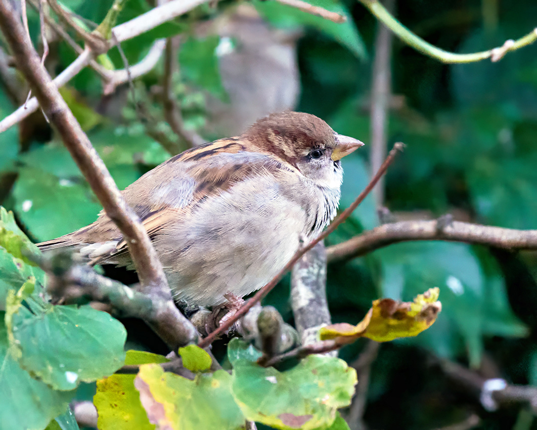 07-11-23 - Sparrow.