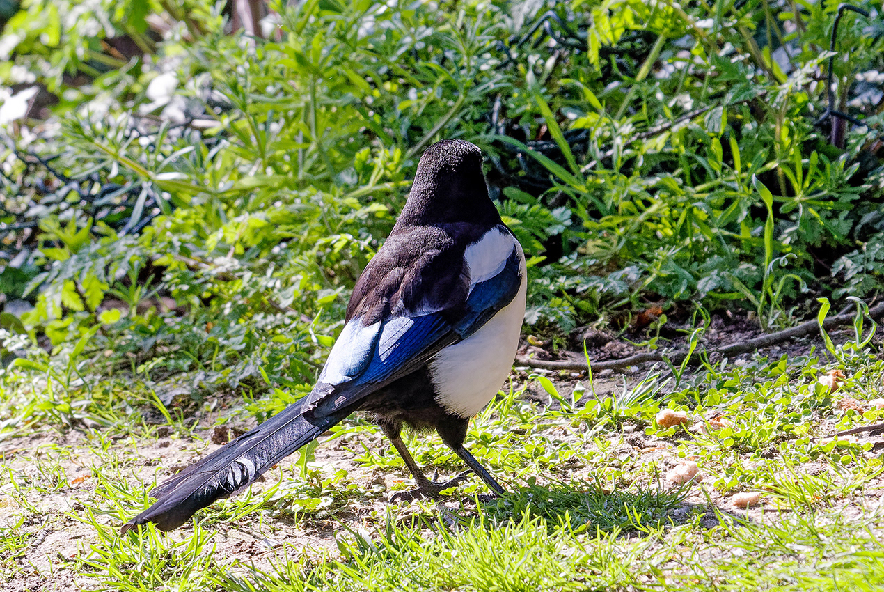 22-04-23 - Magpie.