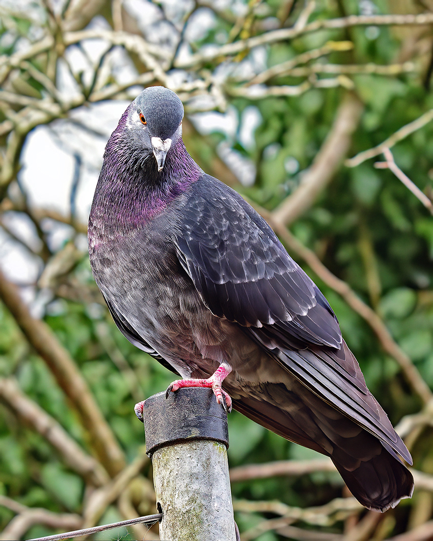 21 - 03-23 Pigeon.