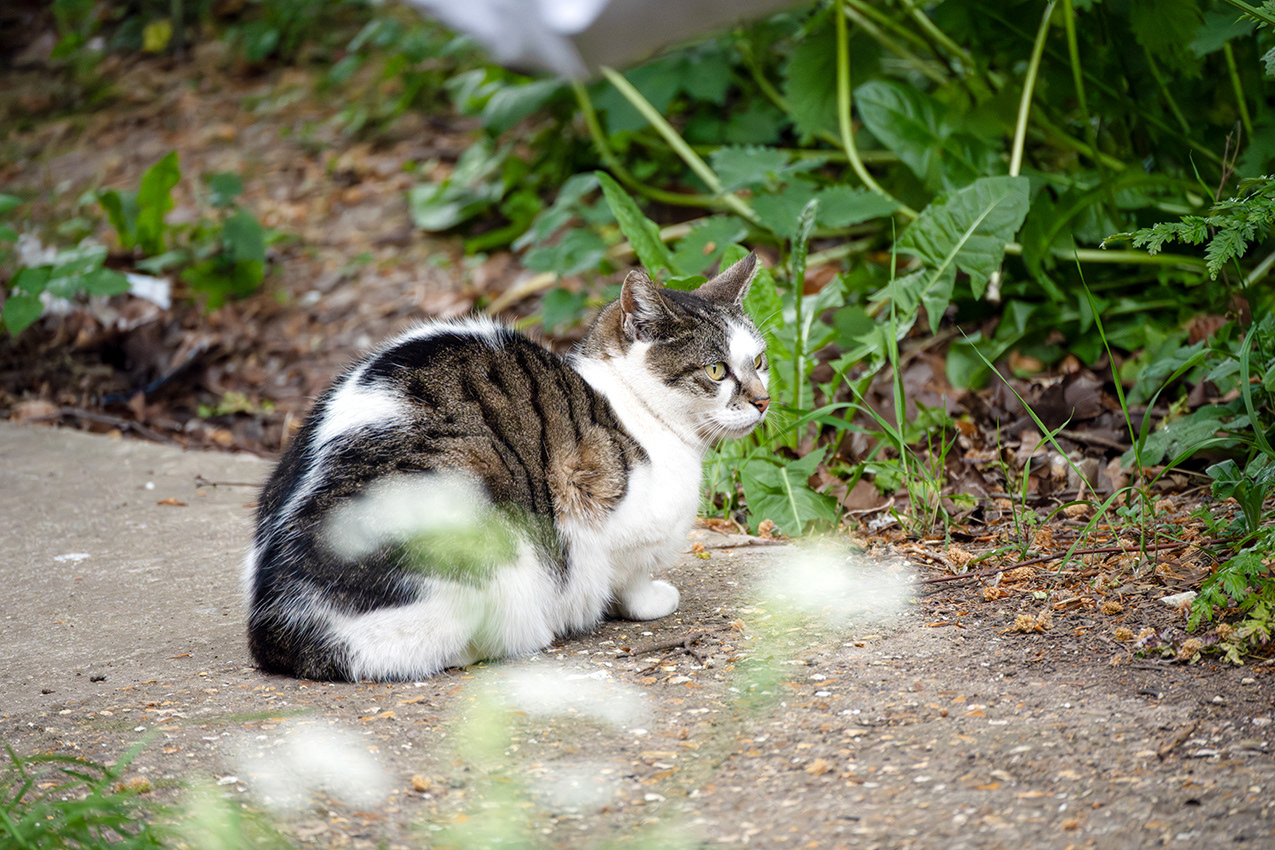 02-05-26 - Ray the Stray.