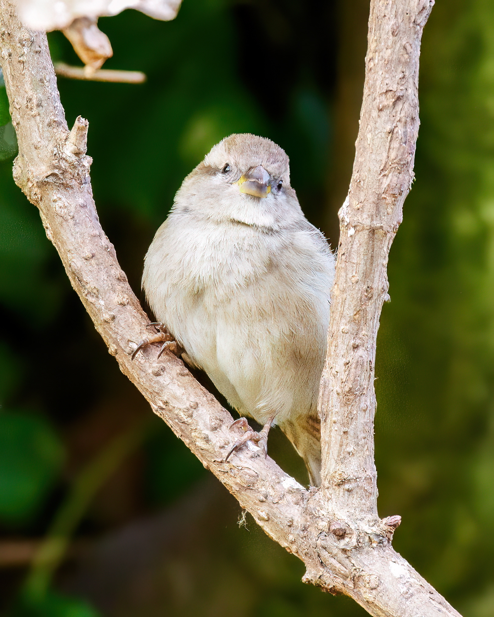 17-02-23 - Sparrow.