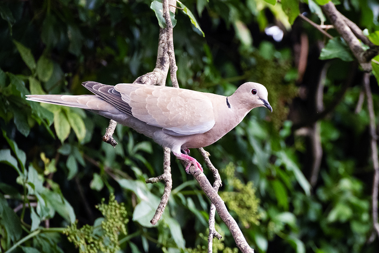 28-06-26 - Dove.
