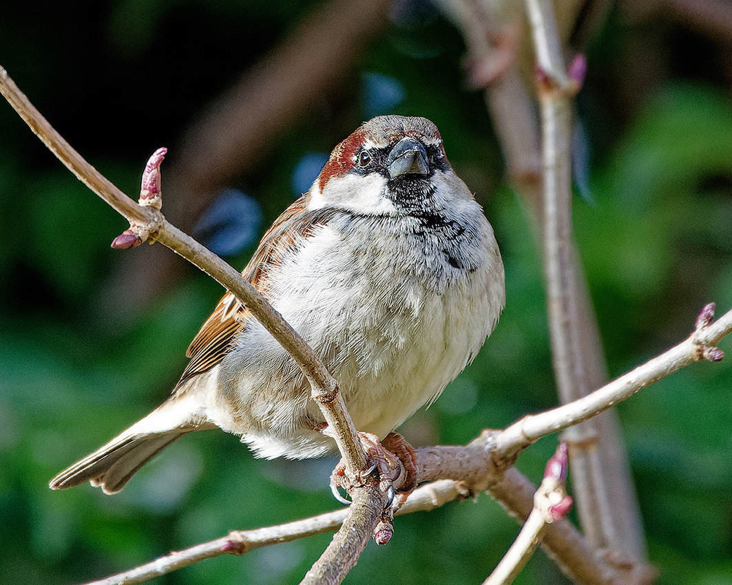 31-01-23 - Sparrow.