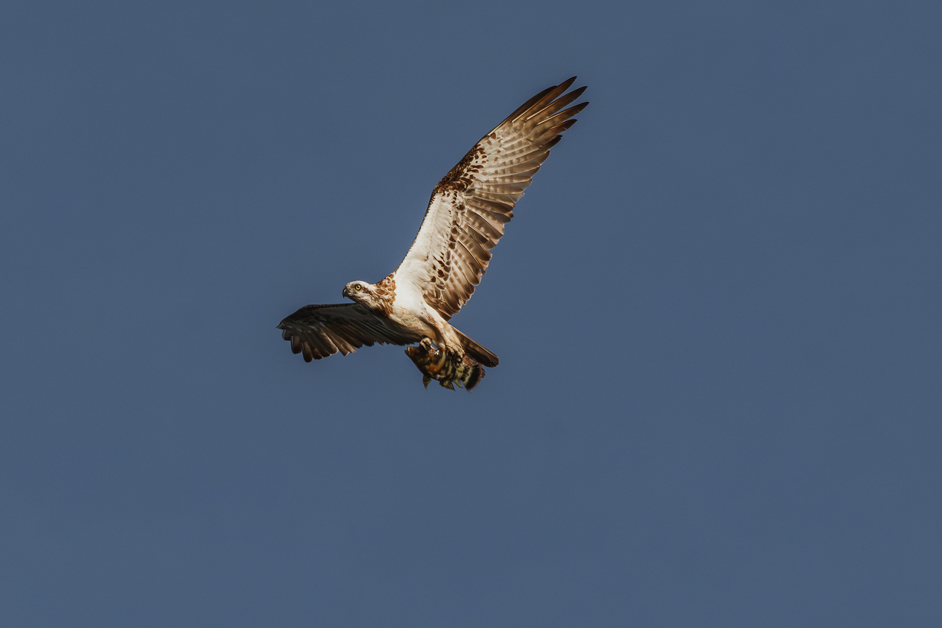 Solomon Islands (2024)