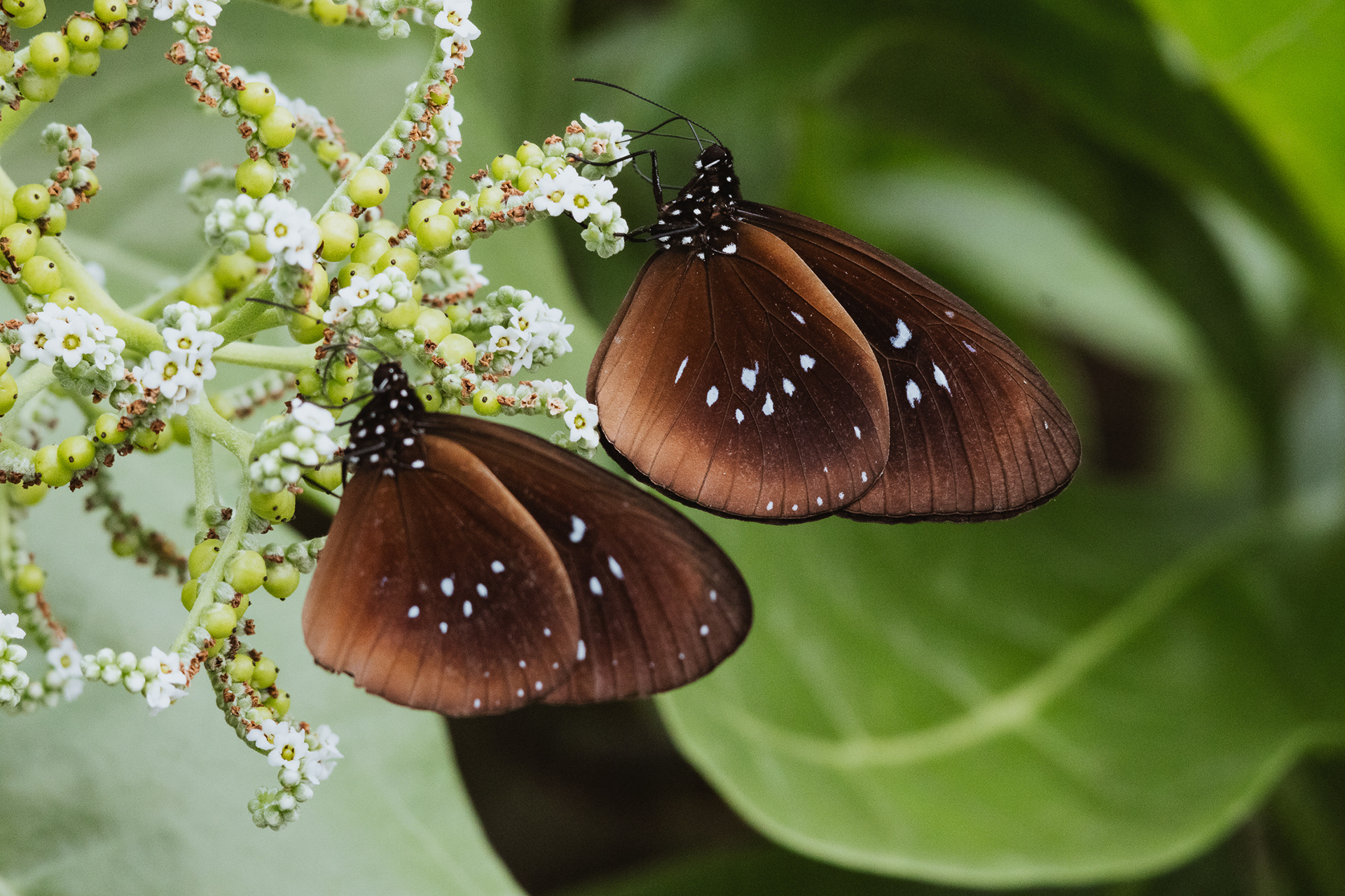 Solomon Islands (2024)