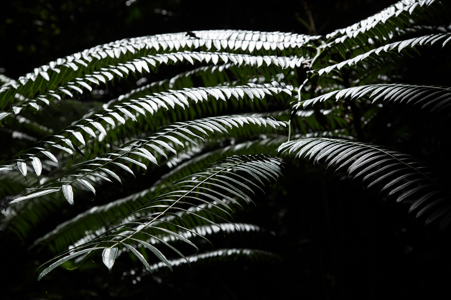 Hawaii Big Island (2017)