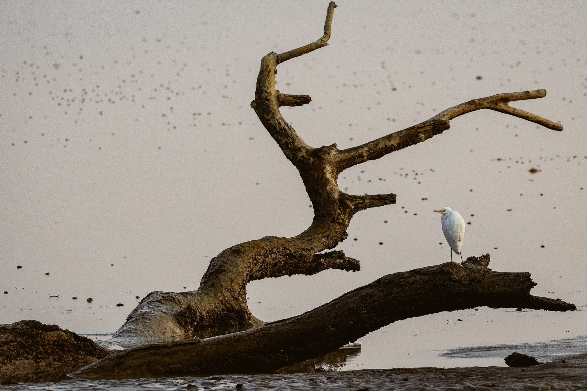 Sundarban, Bangladesh (2022)