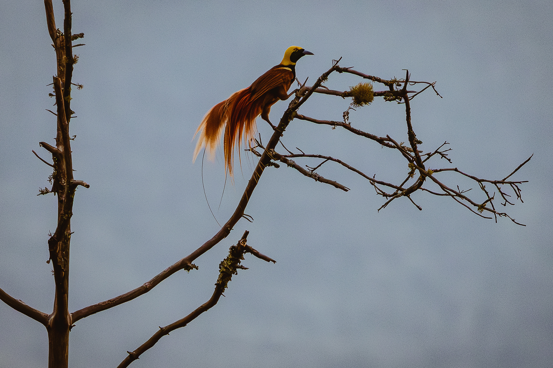 Papua New Guinea (2024)