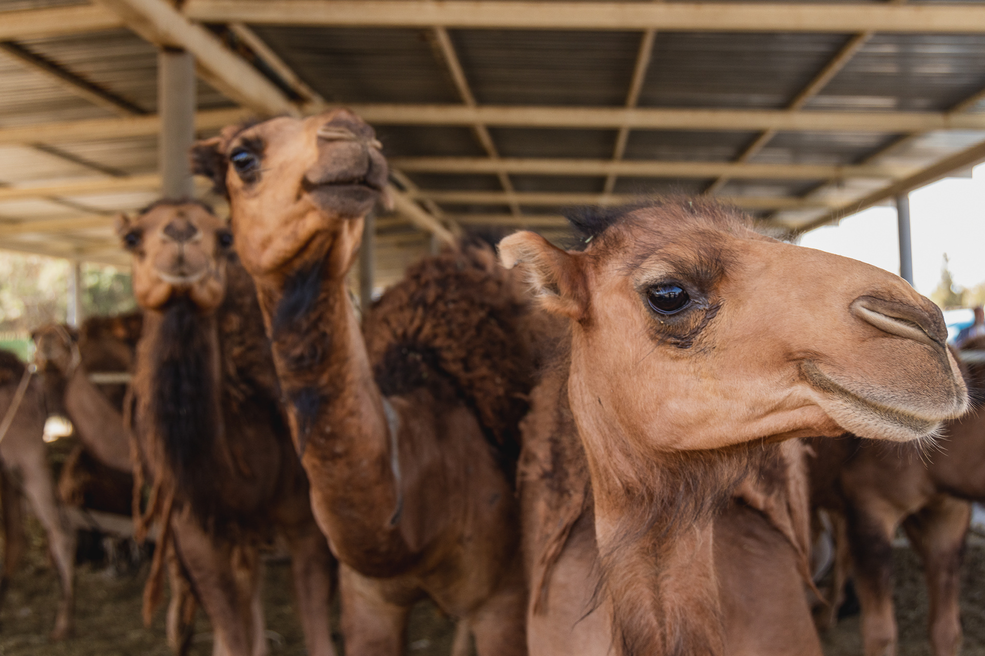 Ashgabat, Turkmenistan (2023)