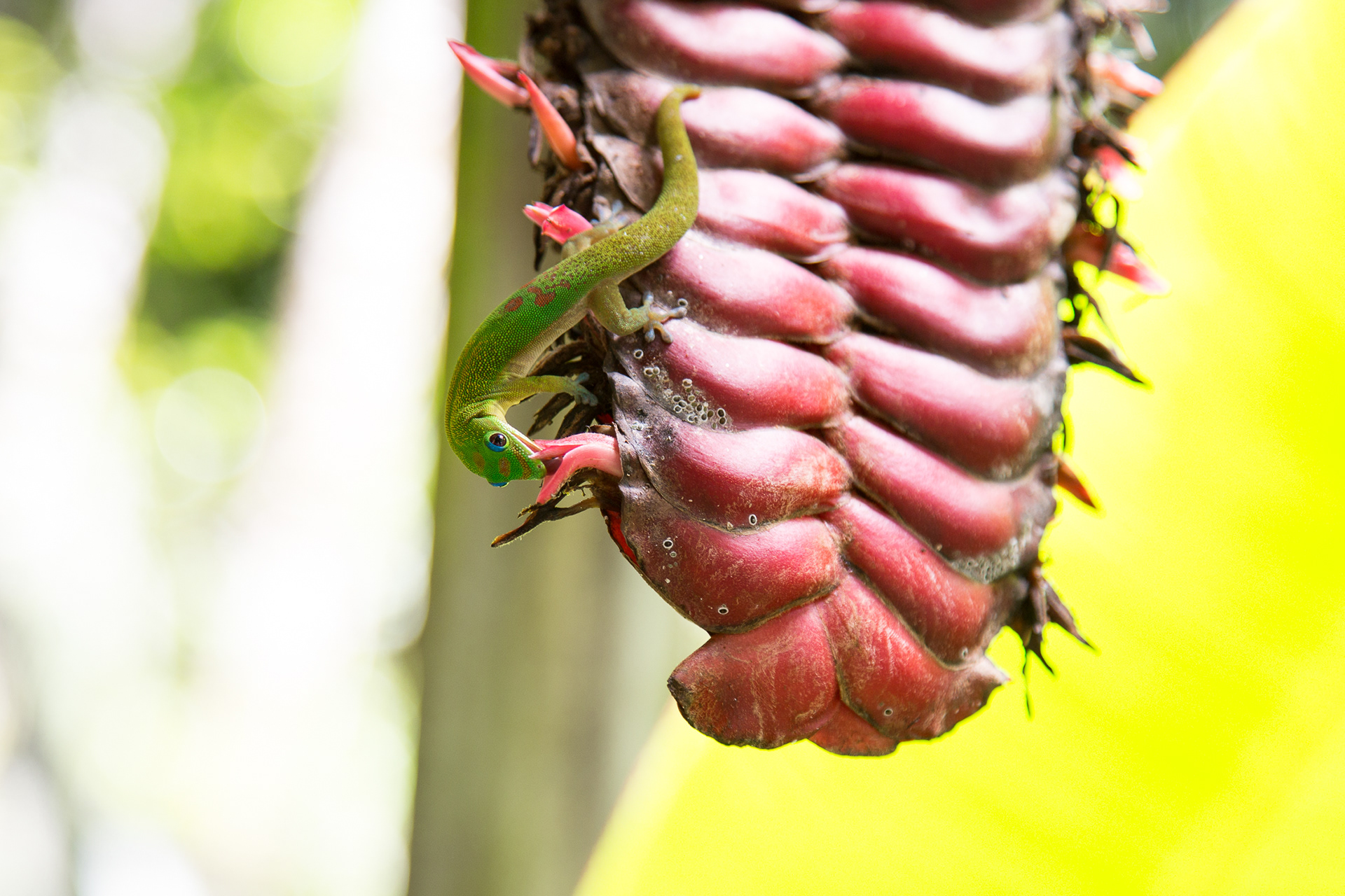 Hawaii Big Island (2017)