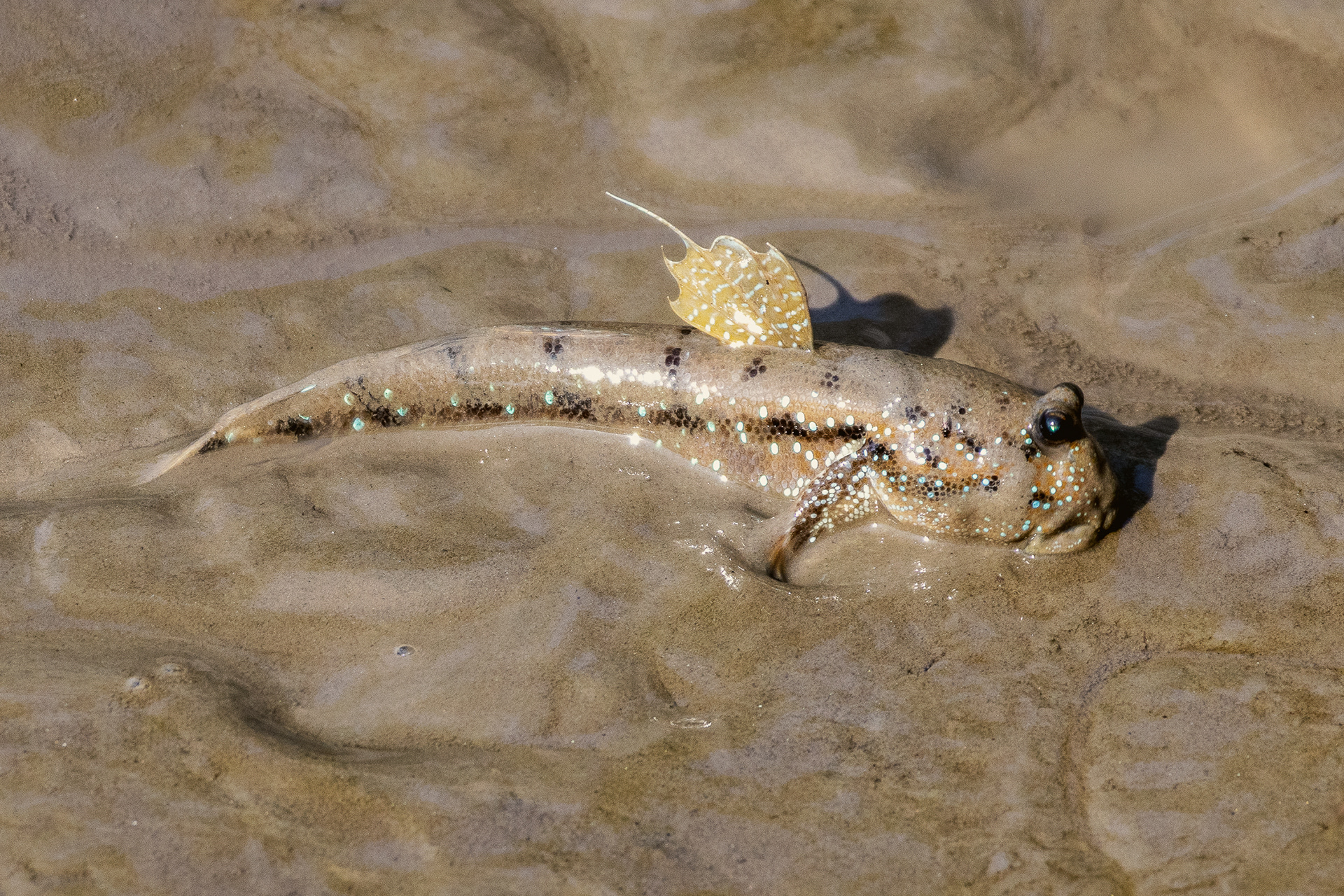 Sundarban, Bangladesh (2022)