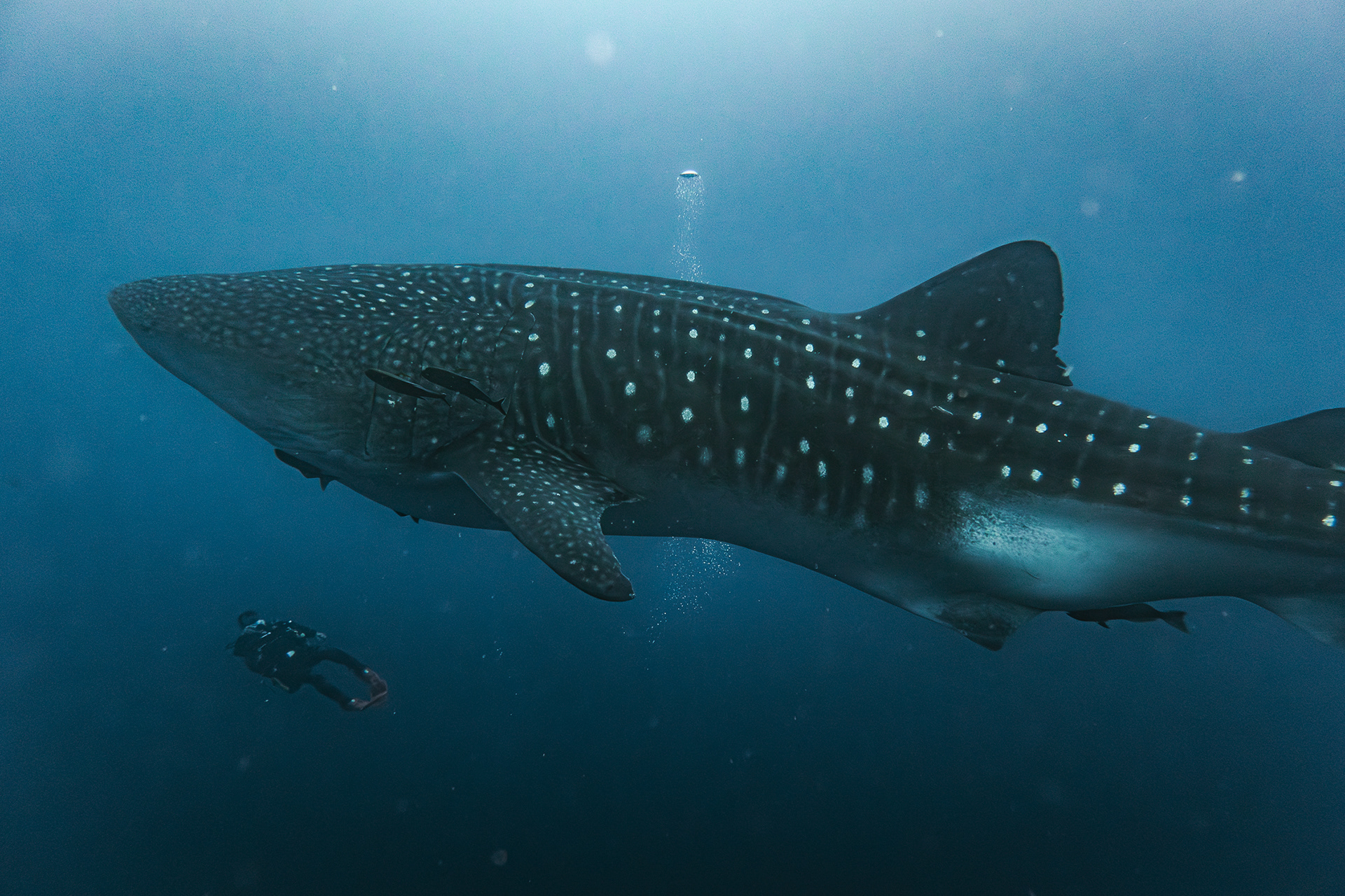 Darwin Island, Galapagos (2022)