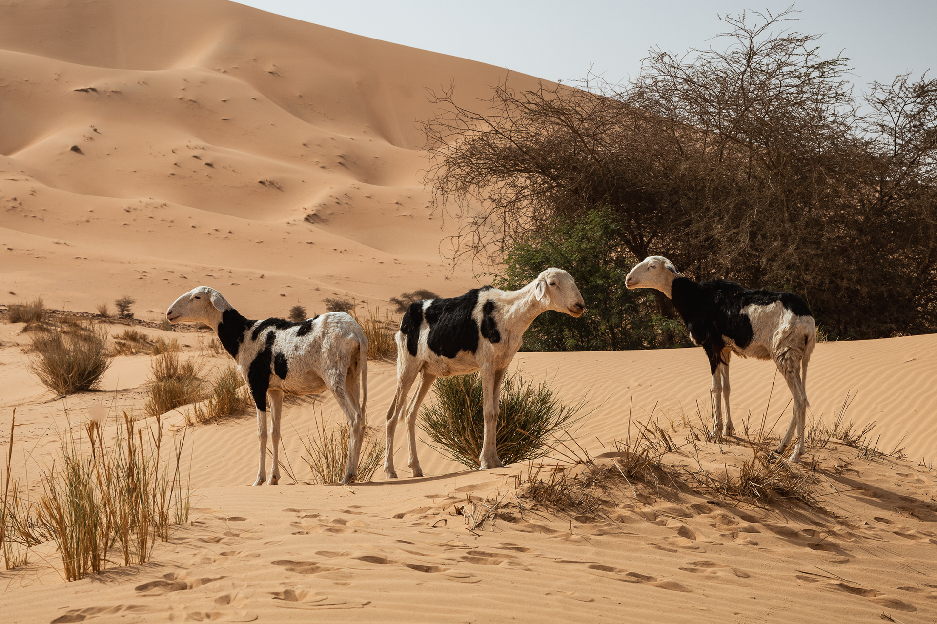 Toungat, Mauritania (2022)