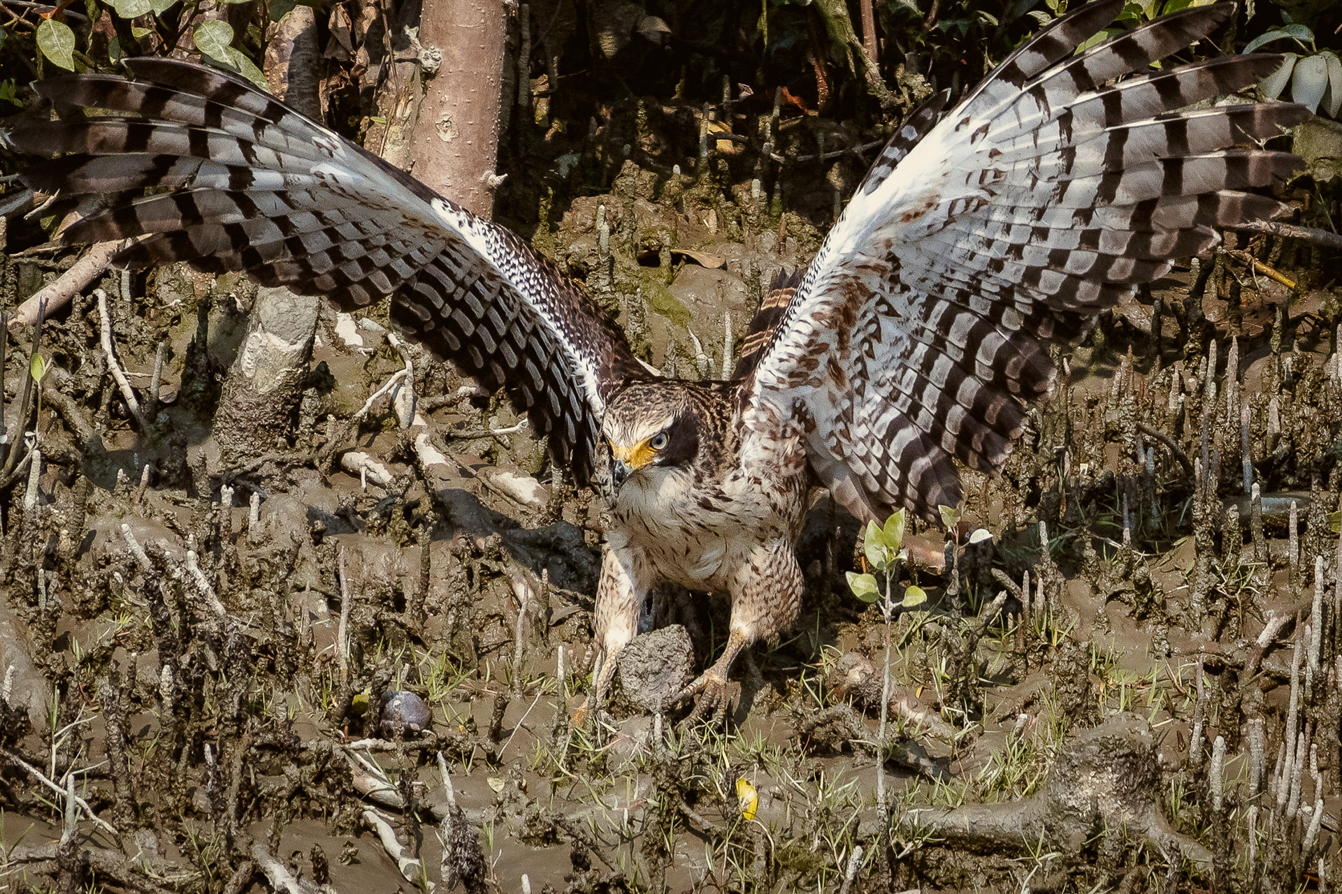 Sundarban, Bangladesh (2022)