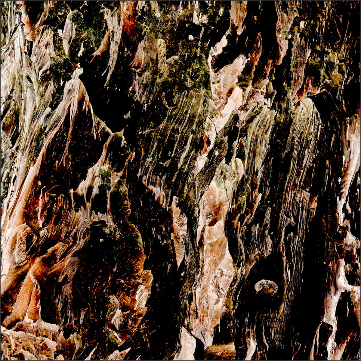 Shedding Tree No. 12