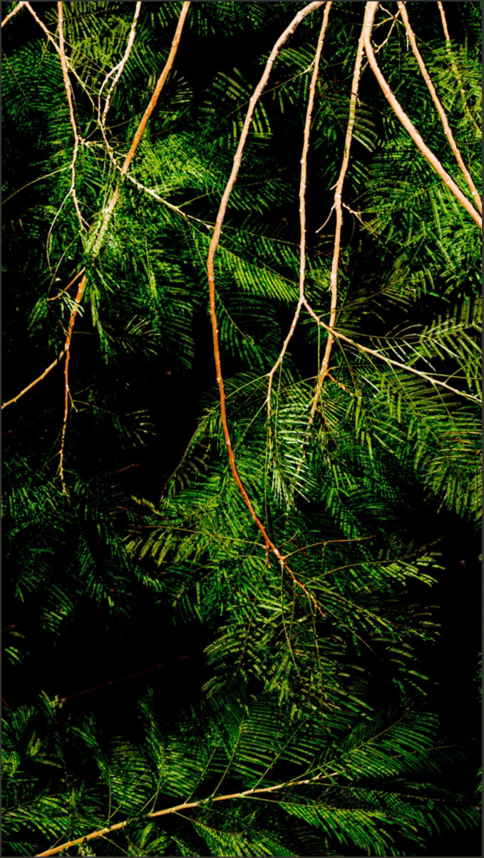 Hanging Branches