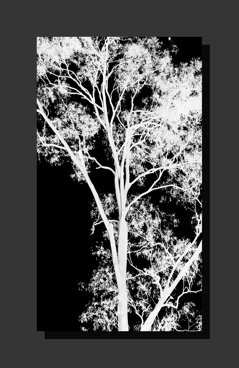 White Tree