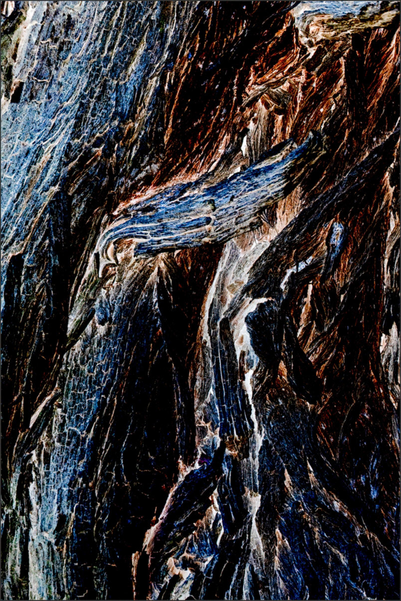Shedding Tree No. 19