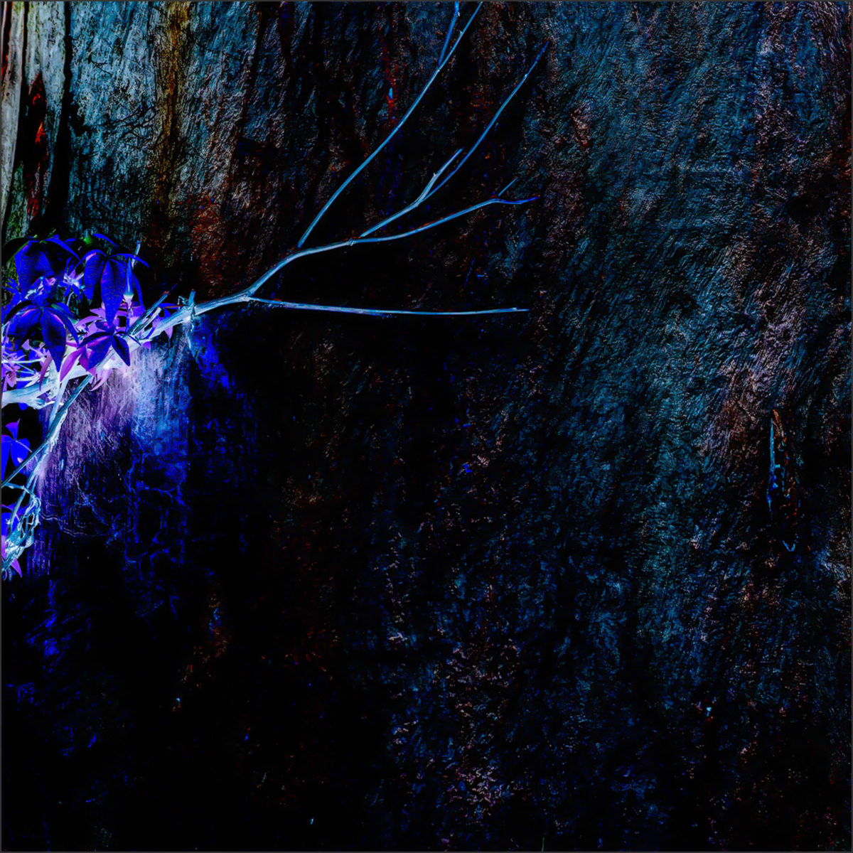 Shedding Tree No. 13