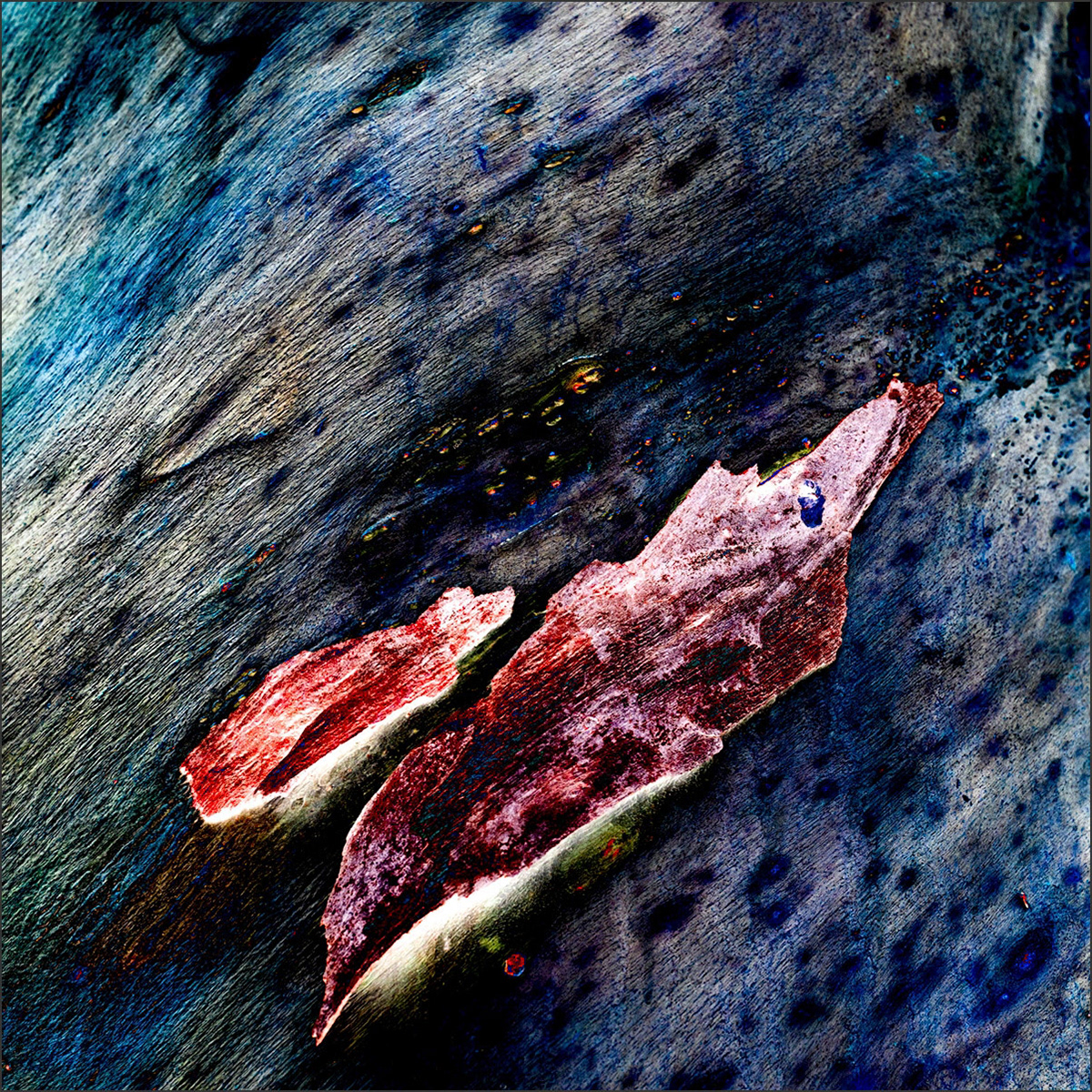 Shedding Tree No. 9