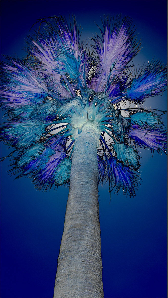 Glowing Tree
