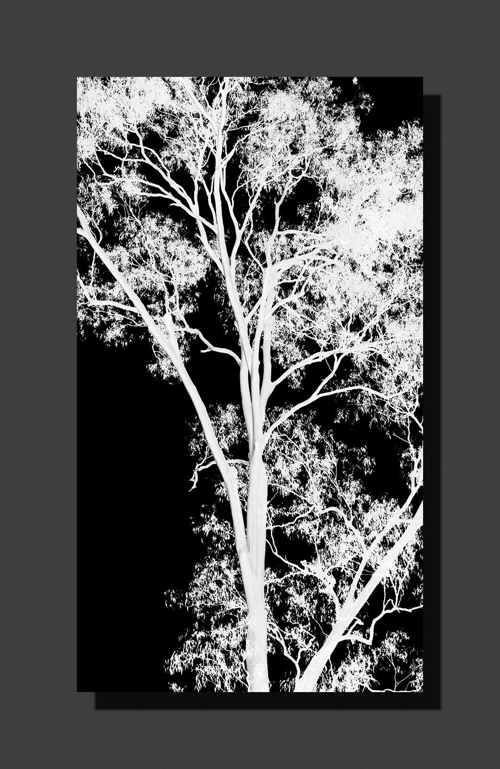 White Tree