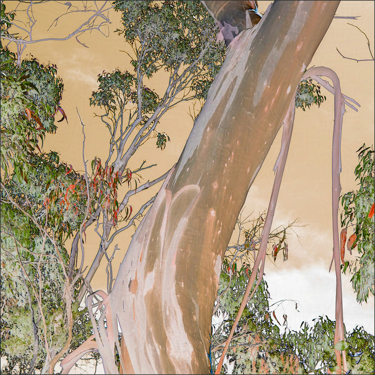 Peeling Tree