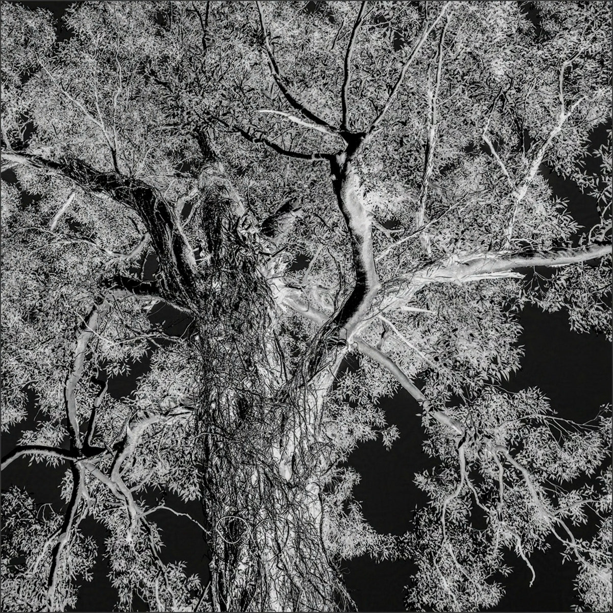 Tree and Vine