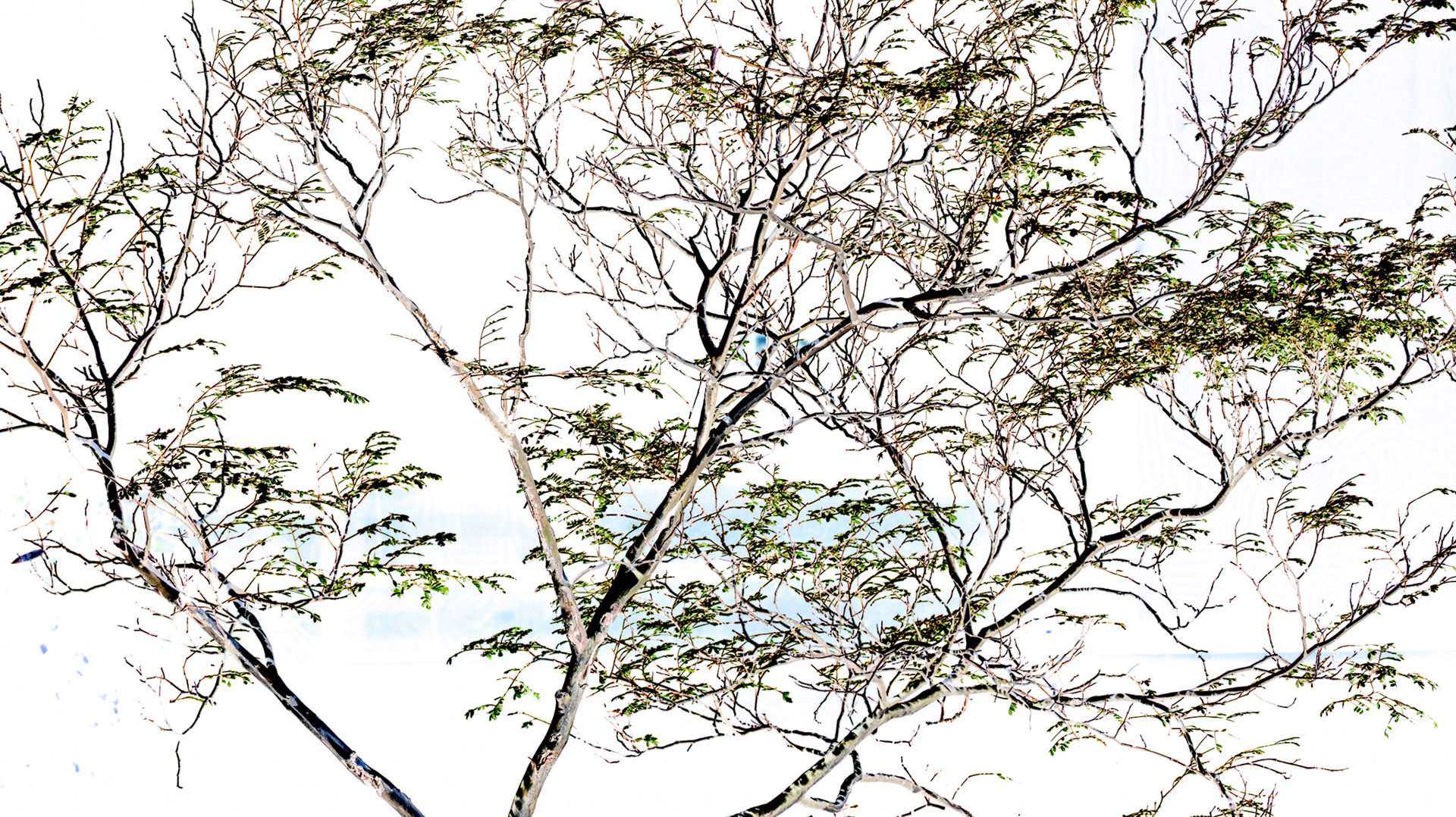 Tree on White