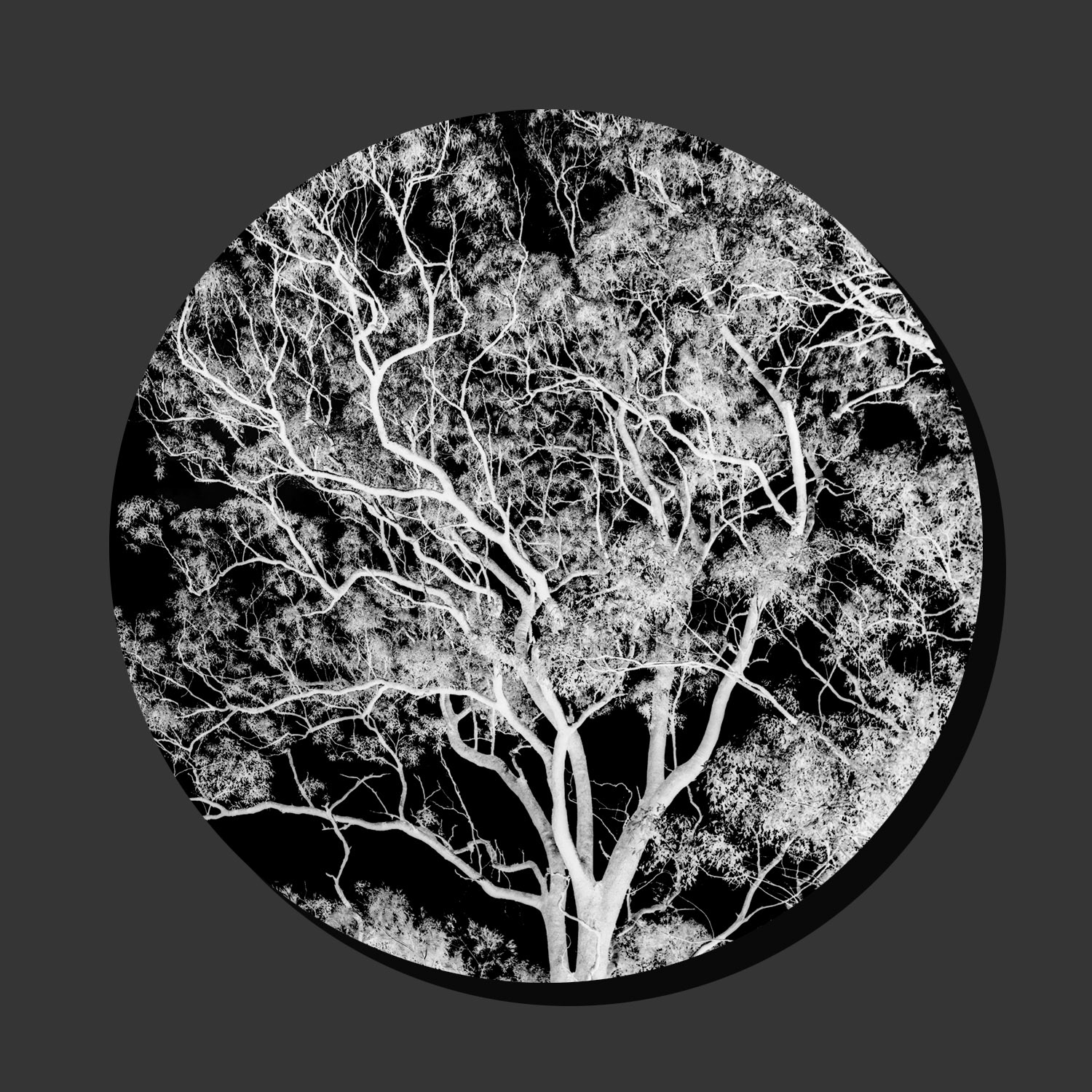 A Gum Tree