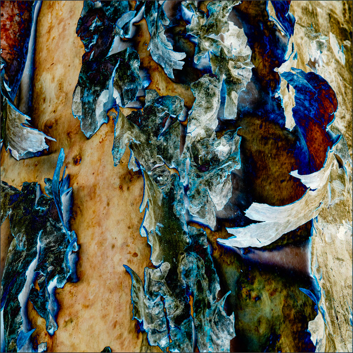 Shedding Tree No. 3