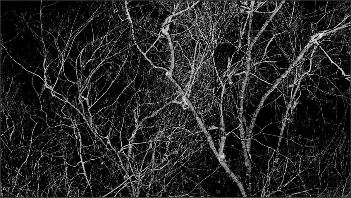 Wintery Tree