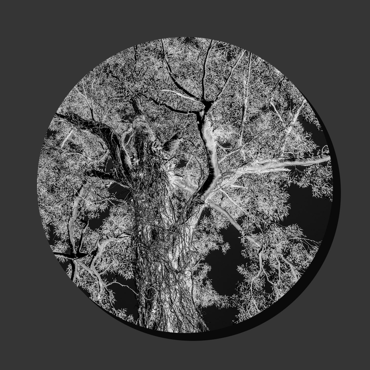 Tree and Vine