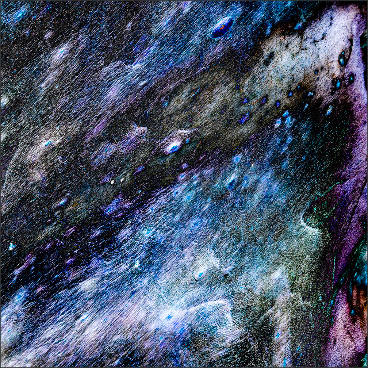 Shedding Tree No. 11